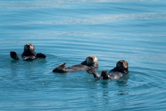 Otter Friends