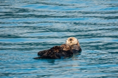 Otters