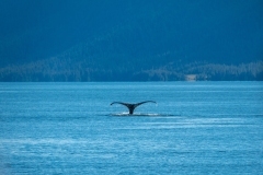 Humback Whale Tail