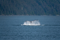 Humpback Whale Flukes