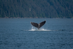 Humpback Whale