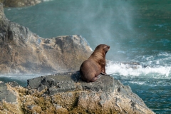 Seal Lion