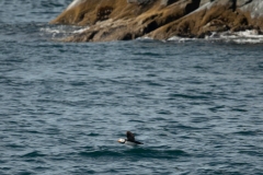 Puffin in flight