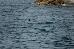 Puffin in flight II